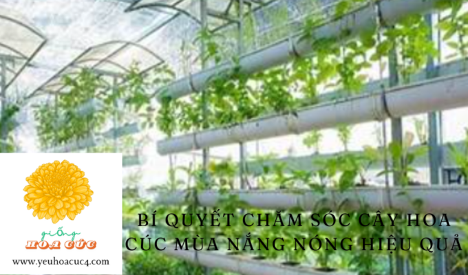 Bí quyết chăm sóc cây hoa cúc mùa nắng nóng hiệu quả