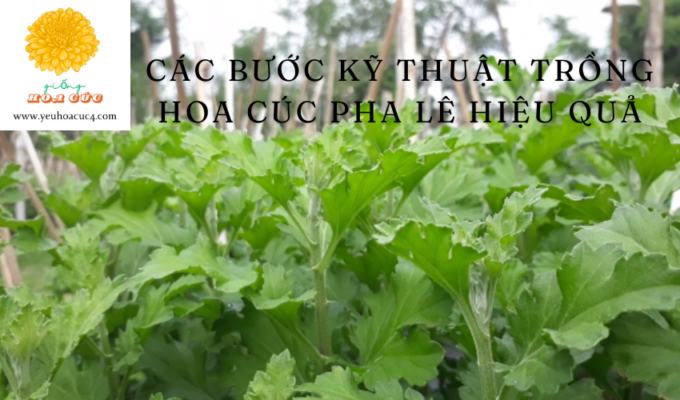 Các bước kỹ thuật trồng hoa cúc pha lê hiệu quả