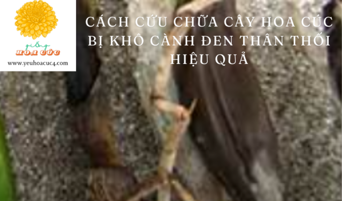 Cách cứu chữa cây hoa cúc bị khô cành đen thân thối hiệu quả