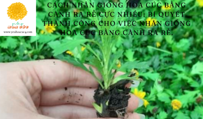 Cách nhân giống hoa cúc bằng cành ra rễ cực nhiều: Bí quyết thành công cho việc nhân giống hoa cúc bằng cành ra rễ.