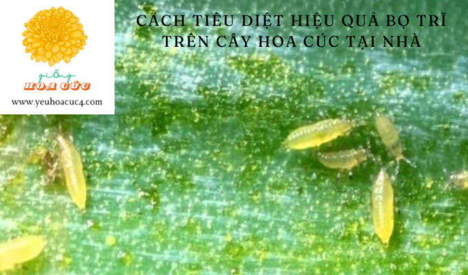 Cách tiêu diệt hiệu quả bọ trĩ trên cây hoa cúc tại nhà