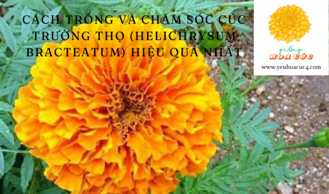 Cách trồng và chăm sóc cúc trường thọ (Helichrysum bracteatum) hiệu quả nhất