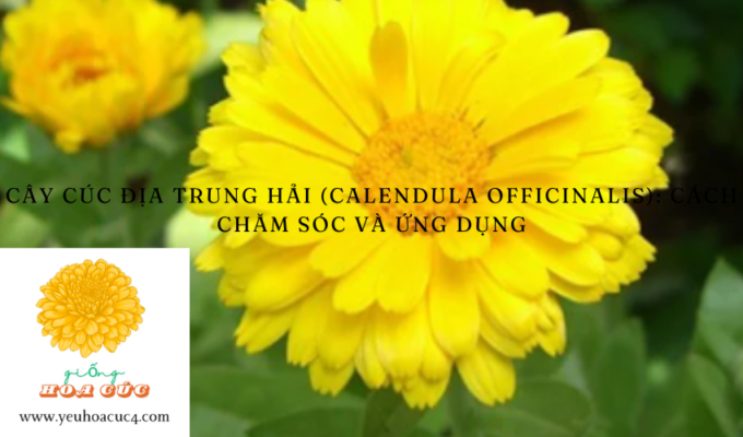 Cây Cúc Địa Trung Hải (Calendula officinalis): Cách Chăm Sóc và Ứng Dụng