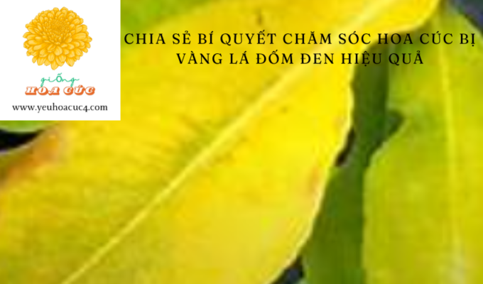 Chia sẻ bí quyết chăm sóc hoa cúc bị vàng lá đốm đen hiệu quả