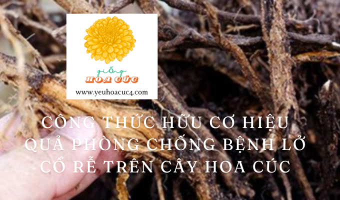 Công thức hữu cơ hiệu quả phòng chống bệnh lở cổ rễ trên cây hoa cúc