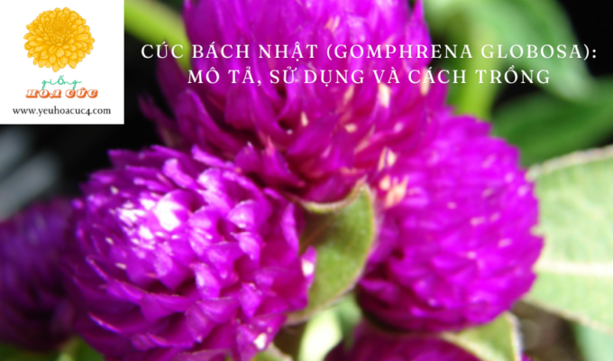 Cúc Bách Nhật (Gomphrena globosa): Mô tả, Sử dụng và Cách Trồng