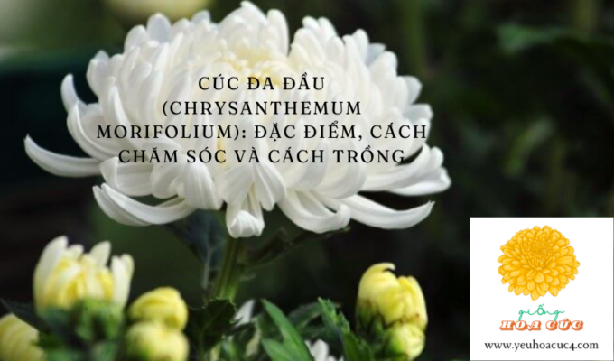 Cúc Đa Đầu (Chrysanthemum morifolium): Đặc Điểm, Cách Chăm Sóc và Cách Trồng