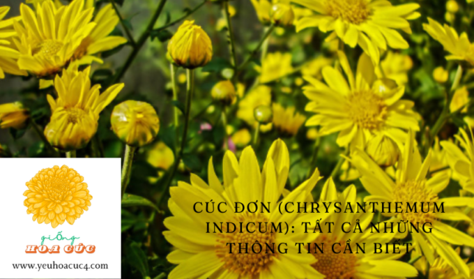 Cúc Đơn (Chrysanthemum indicum): Tất cả những thông tin cần biết