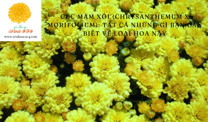 Cúc Mâm Xôi (Chrysanthemum x morifolium): Tất cả những gì bạn cần biết về loại hoa này