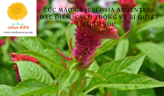 Cúc Mào Gà (Celosia argentea): Đặc Điểm, Cách Trồng và Bí Quyết Chăm Sóc