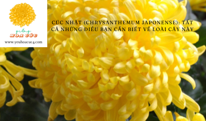 Cúc Nhật (Chrysanthemum japonense): Tất cả những điều bạn cần biết về loài cây này