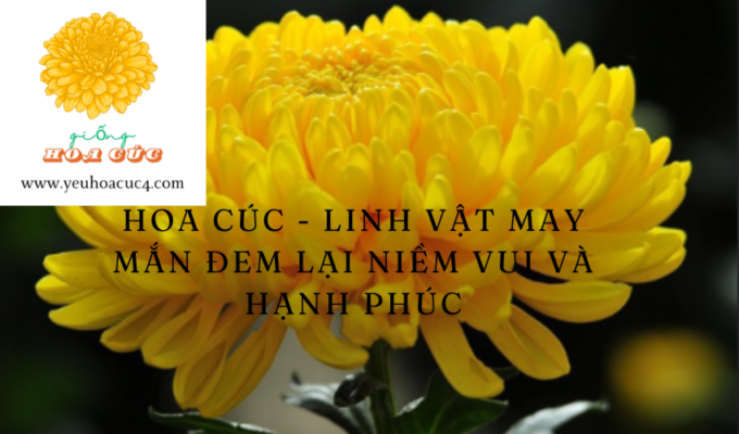 Hoa cúc – linh vật may mắn đem lại niềm vui và hạnh phúc