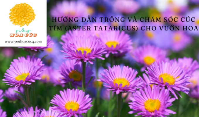 Hướng dẫn trồng và chăm sóc cúc tím (Aster tataricus) cho vườn hoa