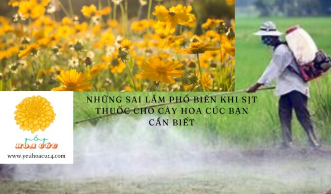 Những sai lầm phổ biến khi sịt thuốc cho cây hoa cúc bạn cần biết