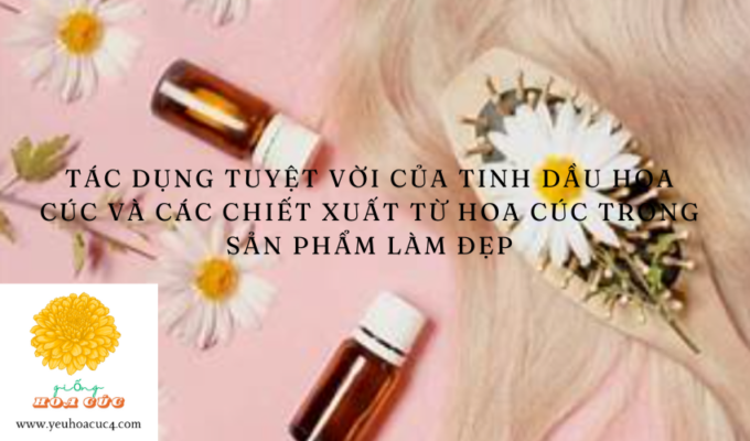 Tác dụng tuyệt vời của tinh dầu hoa cúc và các chiết xuất từ hoa cúc trong sản phẩm làm đẹp