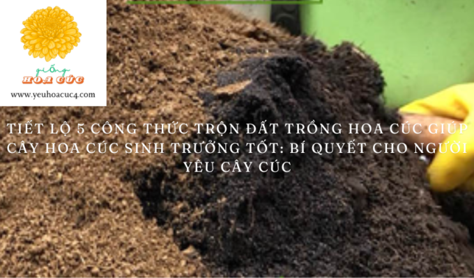 Tiết lộ 5 công thức trộn đất trồng hoa cúc giúp cây hoa cúc sinh trưởng tốt: Bí quyết cho người yêu cây cúc