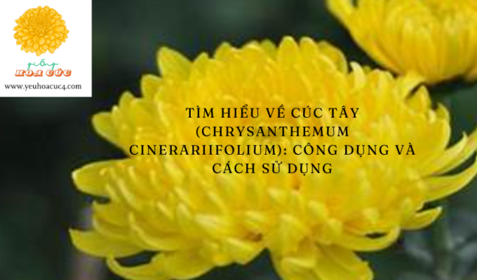 Tìm hiểu về Cúc Tây (Chrysanthemum cinerariifolium): Công dụng và cách sử dụng