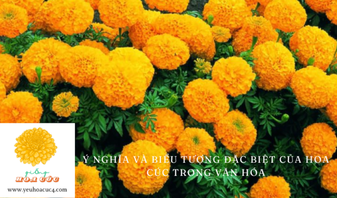 Ý nghĩa và biểu tượng đặc biệt của hoa cúc trong văn hóa