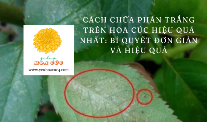 Cách chữa phấn trắng trên hoa cúc hiệu quả nhất: Bí quyết đơn giản và hiệu quả